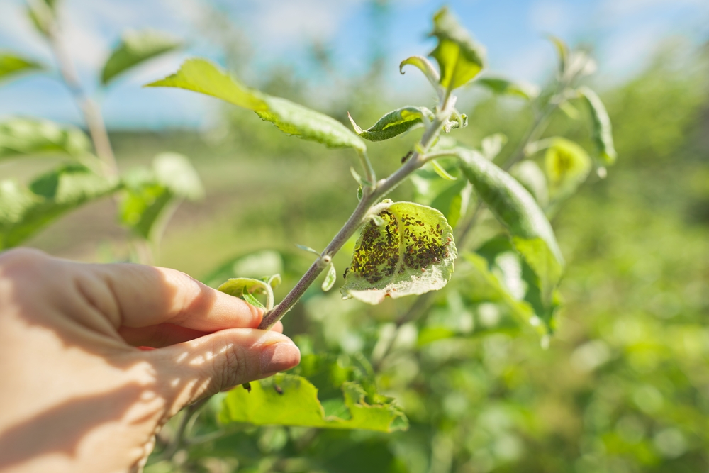 Comment prévenir et traiter les maladies et les parasites dans les jardins ?